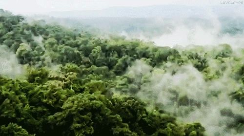 Амурская область вошла в десятку самых лесистых регионов России, сообщает региональный минлес со ссылкой на Минприроды РФ
