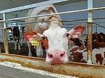 О проведении отбора заявителей для предоставления субсидии на возмещение части процентной ставки по инвестиционным кредитам на строительство животноводческих комплексов