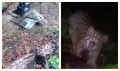В Приамурье сова сломала фотоловушку, но техника успела сделать милый портрет лесного кота