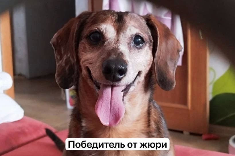 Кто стал победителем конкурса «Моя собака — суперзвезда»