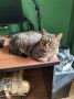 Работа отменяется.
.
#утренний_кот_от_читателей_АП
