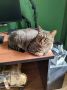 Работа отменяется. Утренний кот от читателей @ampravda