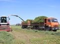 Первые хозяйства Приамурья приступили к заготовке кормов