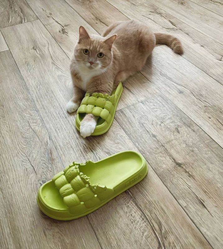 «Модный приговор».
.
#утренний_кот_от_читателей_АП