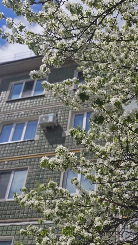 Фотоконкурс «Приамурье распустилось» нуждается в ваших фото! Фотоконкурс «Приамурье распустилось» нуждается в ваших фото!