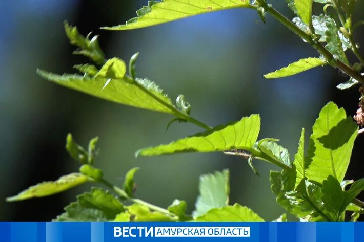 Переменная облачность и без осадков: прогноз погоды на 16 июня в Приамурье