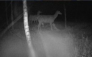 И днем, и ночью: в Приамурье фотоловушка поймала изюбрей, которые регулярно лакомятся солью И днем, и ночью: в Приамурье фотоловушка поймала изюбрей, которые регулярно лакомятся солью