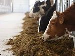 Искусственное осеменение коров и телок как путь увеличения продуктивности животных