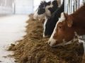 Искусственное осеменение коров и телок как путь увеличения продуктивности животных