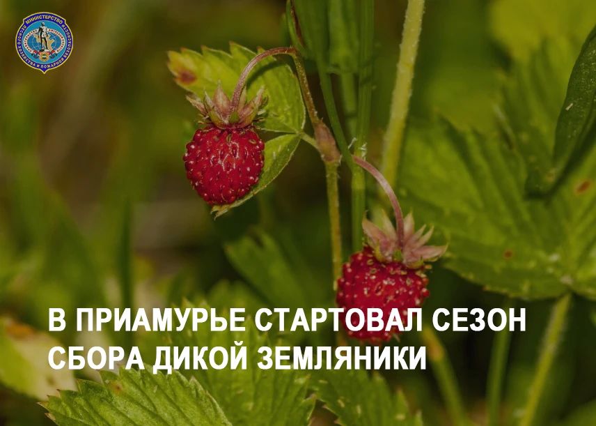 В Приамурье стартовал сезон сбора дикой земляники