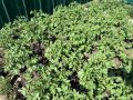Сажаем картофель в июне: секреты успешного урожая