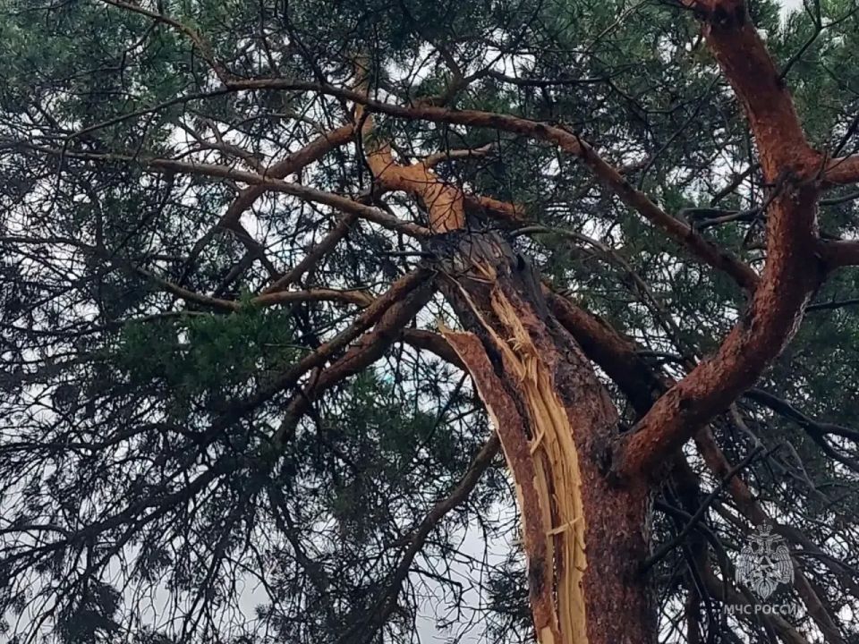 Во время грозы в амурском селе молния ударила в дерево – сгорела постройка Во время грозы в амурском селе молния ударила в дерево – сгорела постройка