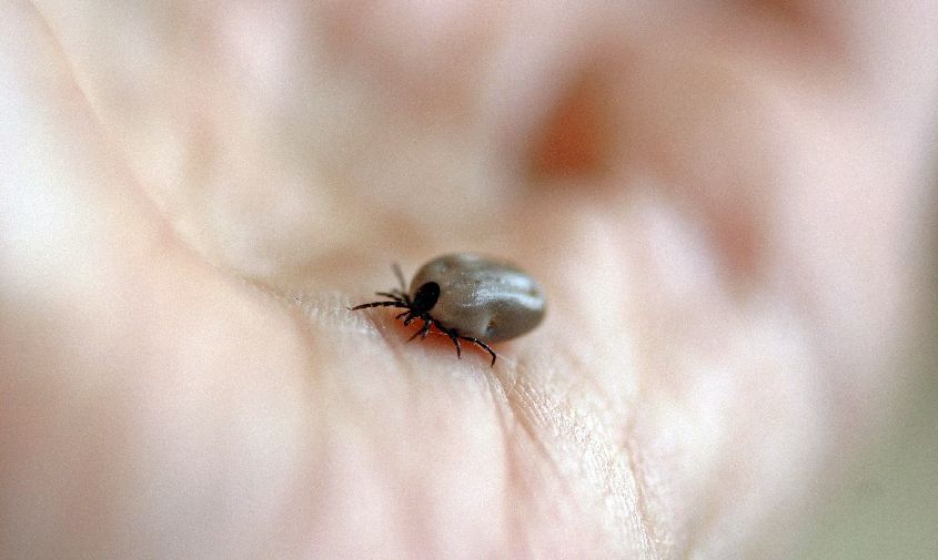 Количество россиян, сдающих клещей на анализ, выросло на 10 %