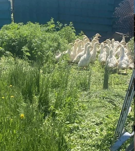 Выборочный «переучет» поголовья в личных подсобных хозяйствах стартовал в Приамурье Выборочный «переучет» поголовья в личных подсобных хозяйствах стартовал в Приамурье