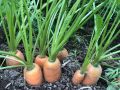 Пора собирать морковь: как избежать распространенных ошибок огородников