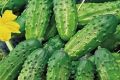 Огурец «Мечта дачника»: Ваш идеальный выбор для вкусного урожая