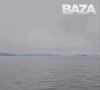 Во Владивостоке поймали медведя, который проплыл по морю больше 10 км и гулял по улицам
