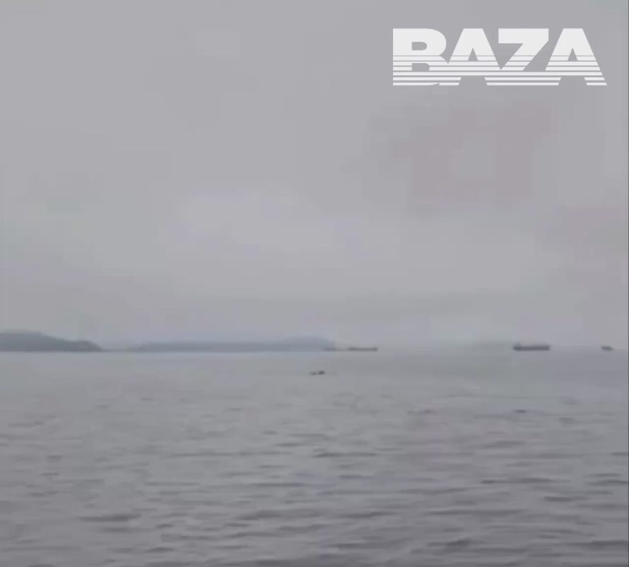Во Владивостоке поймали медведя, который проплыл по морю больше 10 км и гулял по улицам