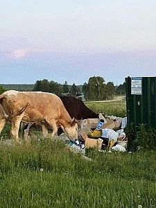 Ели прямо с помоек: в Шимановске нашли хозяев очередного беспризорного стада коров Ели прямо с помоек: в Шимановске нашли хозяев очередного беспризорного стада коров