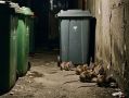 В Тынде управляющая компания попала в поле зрения прокуратуры из-за наличия крыс в многоквартирном доме