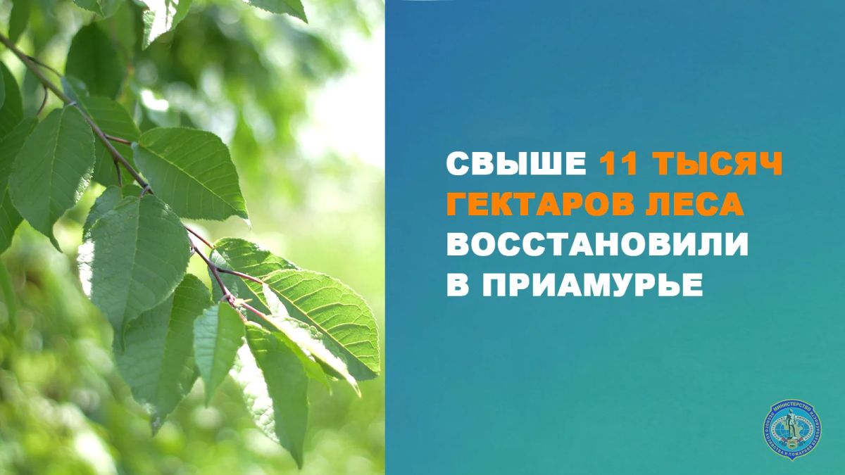 В Приамурье площадь восстановленных лесов выросла в два раза по сравнению с прошлым годом