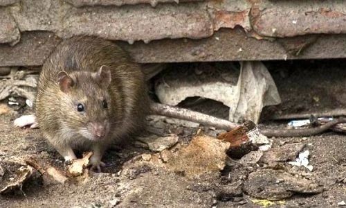 Многолетняя «крысиная» проблема в Тынде дошла до прокуратуры: оштрафован директор «управляйки»