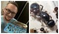 Как создать муравьиную ферму с нуля: советы благовещенца, вырастившего колонию из 600 особей