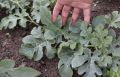 Формирование арбузов и дынь: секреты для успешного результата