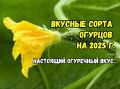 Топ-3 сорта огурцов, которые завоюют ваше сердце: хрустящий вкус и легкий уход
