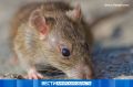 Бешенство подтвердилось у крысы и лисицы: в двух сёлах Приамурья введён карантин