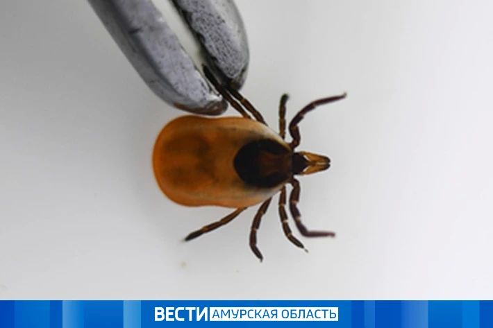 Клещи не сдают позиции: за неделю от укусов пострадали почти 100 амурчан