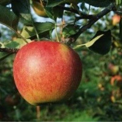 Яблоня Кортланд: зимний сорт с уникальным вкусом и особенностями ухода