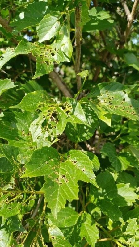 Необычного пушистика на зеленых листьях калины обнаружила амурчанка