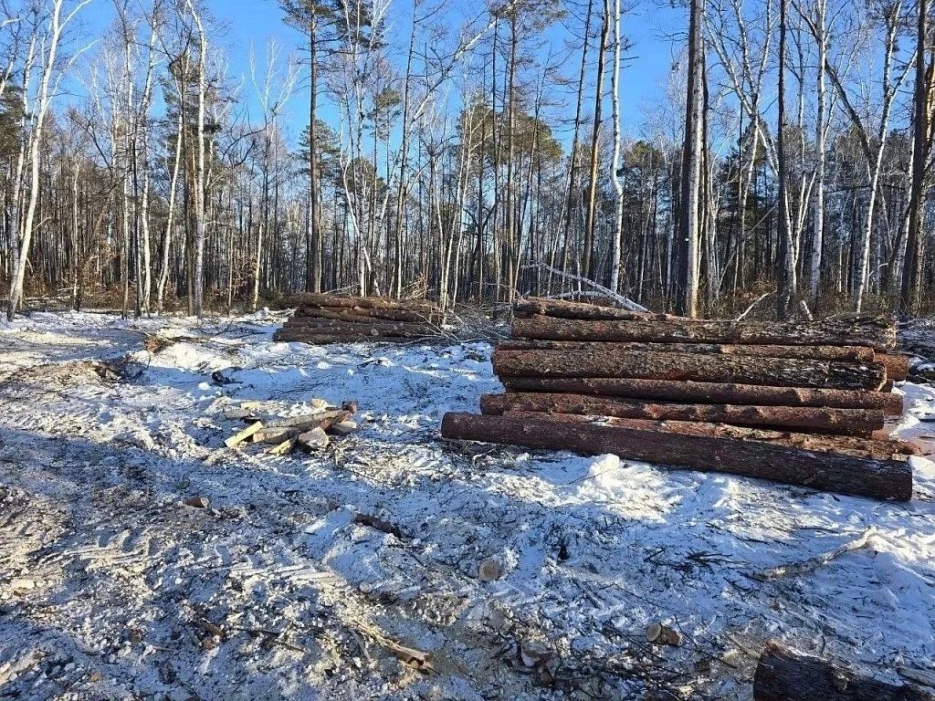 Нарубили лишнего: замначальника амурского лесхоза осудили за ошибку при разметке границ деляны Нарубили лишнего: замначальника амурского лесхоза осудили за ошибку при разметке границ деляны