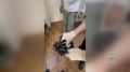 В Белогорске сотрудниками полиции задержан подозреваемый в покушении на сбыт наркотиков
