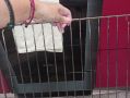 Как вернуть блеск решеткам духовки: 4 простых метода без химии