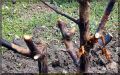 Почему зимнее укрытие растений может стать непредсказуемым?