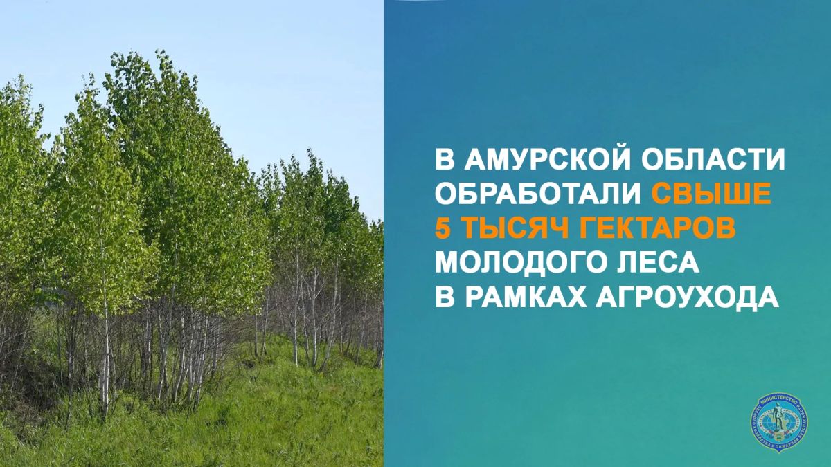 В Приамурье спасают молодой лес от сорняков: агроуход проведен уже на 5 тысячах гектаров
