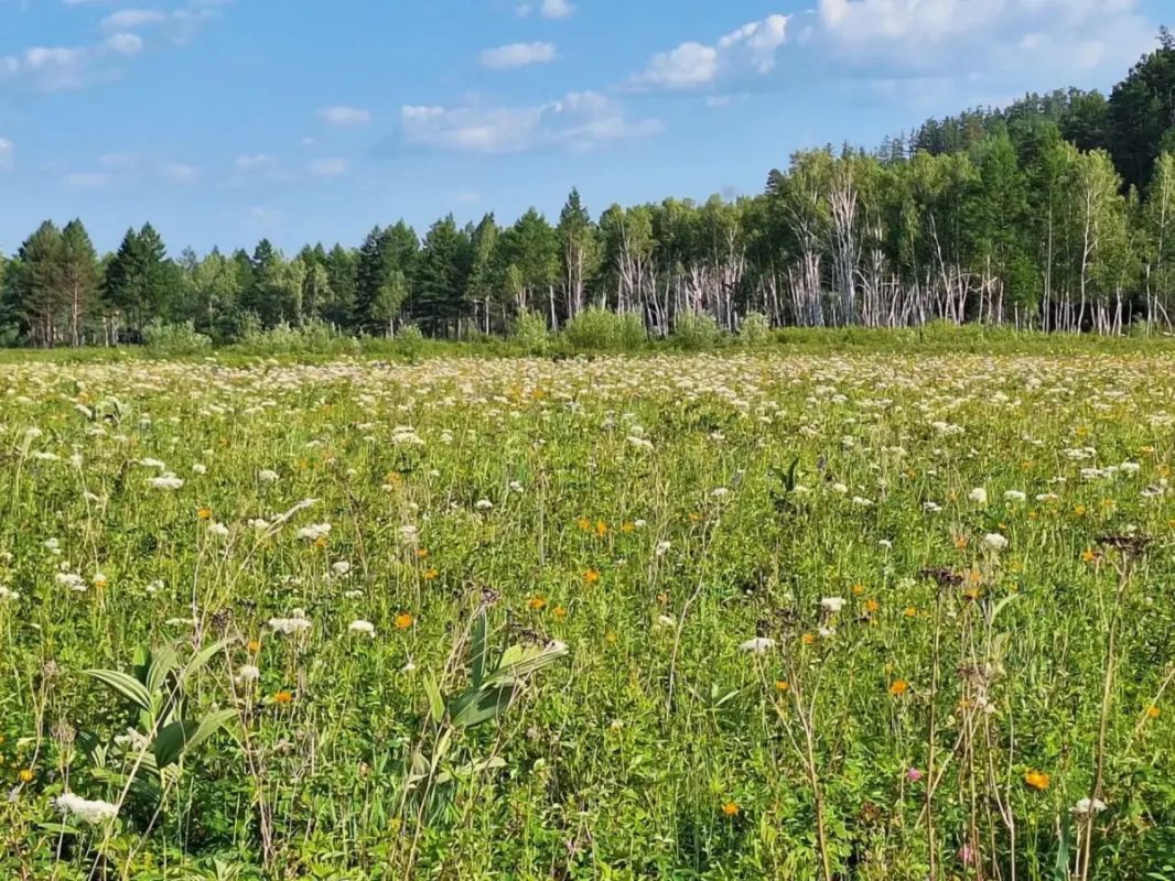 Лето на амурском севере Лето на амурском севере
