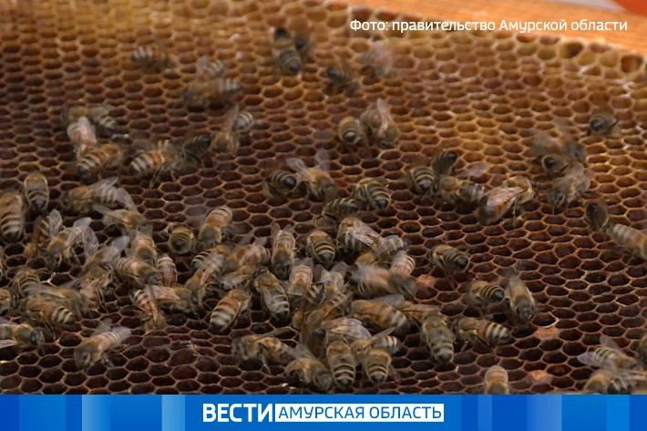 Сельское хозяйство остается трендом «Дальневосточного гектара» в Приамурье