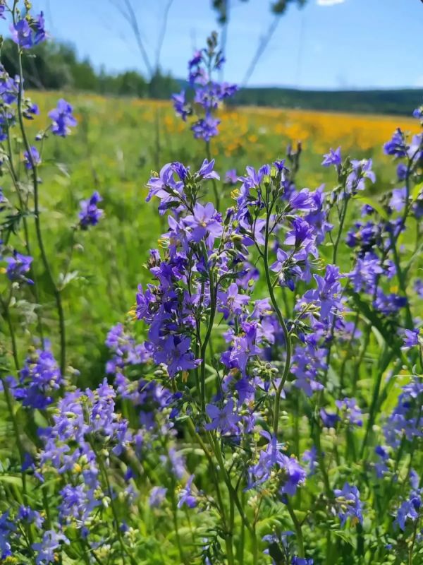 Лето на амурском севере Лето на амурском севере