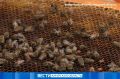 Сельское хозяйство остается трендом «Дальневосточного гектара» в Приамурье