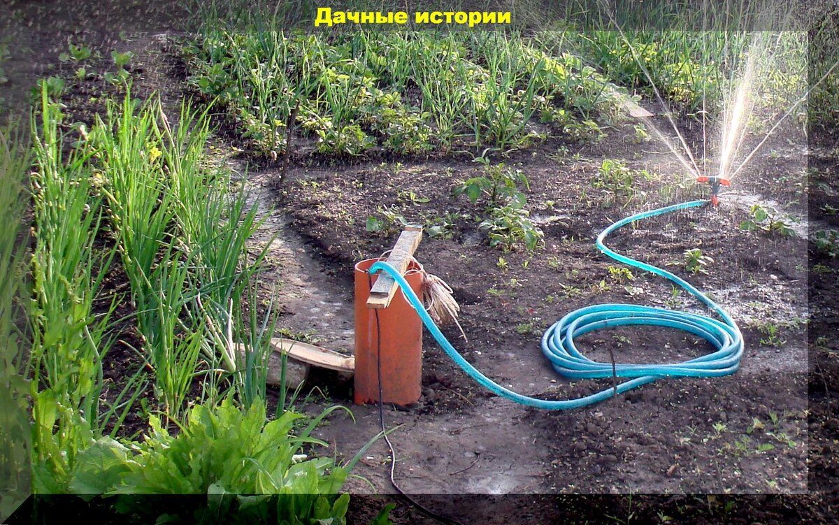 Когда и как правильно поливать овощи: советы для дачников