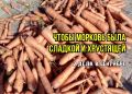 Увеличиваем сладость и хруст моркови в сентябре: простые рекомендации
