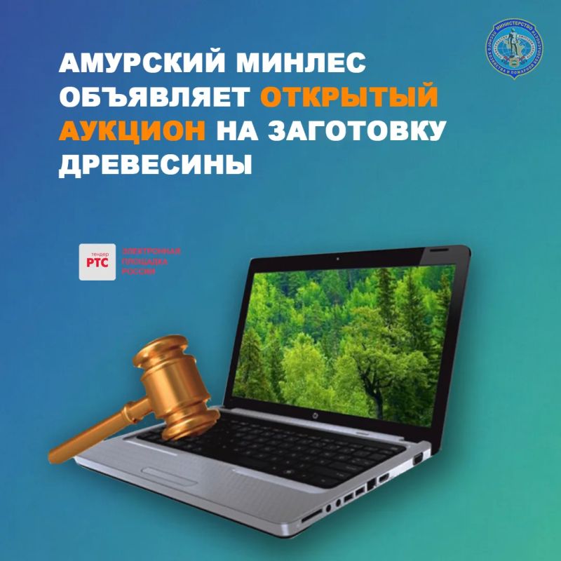 Объявляем открытый аукцион на аренду лесных участков для заготовки древесины в Белогорском муниципальном округе