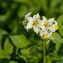 Как выбрать идеальный сорт картофеля для хранения: советы агрономов