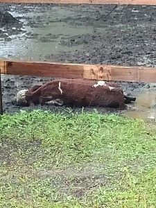 Туши выбрасывают в мусорку: в амурском селе иностранцы держат скот в условиях антисанитарии