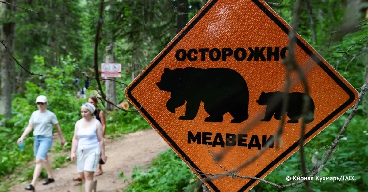 Число зарегистрированных конфликтных ситуаций с участием медведей в Приморье растет из-за более активного присутствия человека в дикой тайге