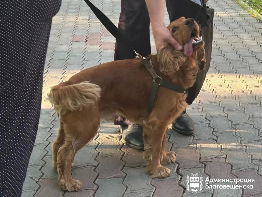 Семь нарушителей и пять протоколов: в Благовещенске провели рейд по незаконному выгулу собак Семь нарушителей и пять протоколов: в Благовещенске провели рейд по незаконному выгулу собак