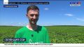 Амурские ученые ВНИИ сои вернулись к скрещиванию культурных видов бобов с дикими видами